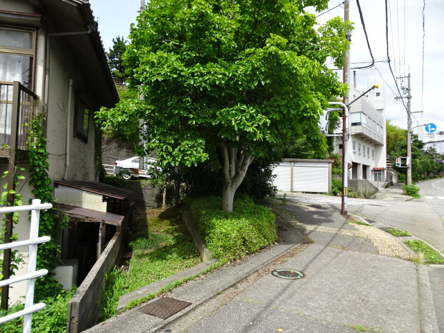 南向き 植栽